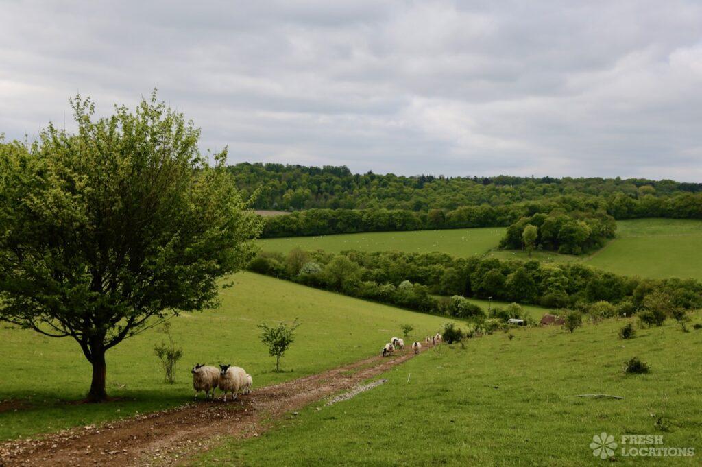 Stockenchurch shoot location buckinghamshire 56